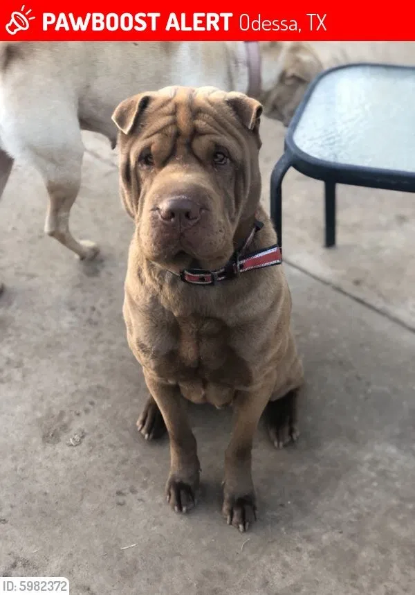 Lost dog in Odessa, TX, 79762