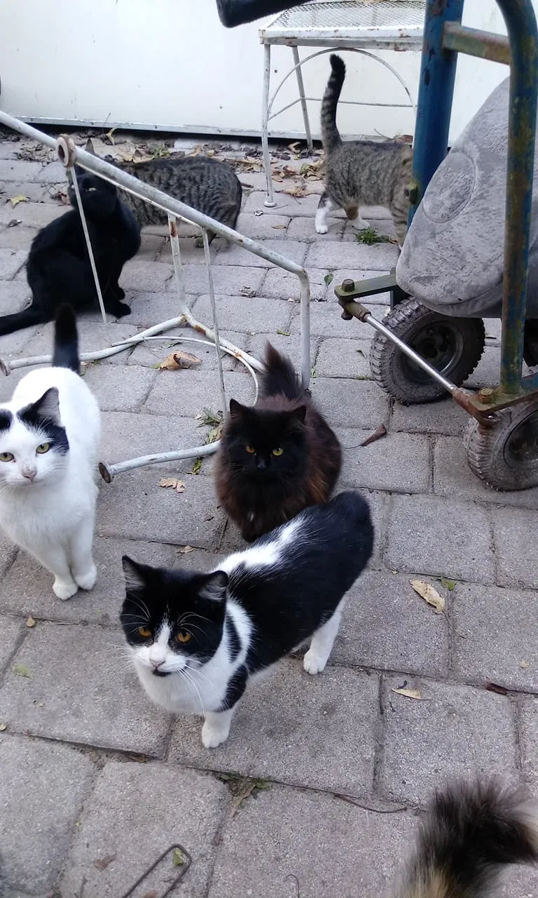 Found cat in Unknown, FL, 0