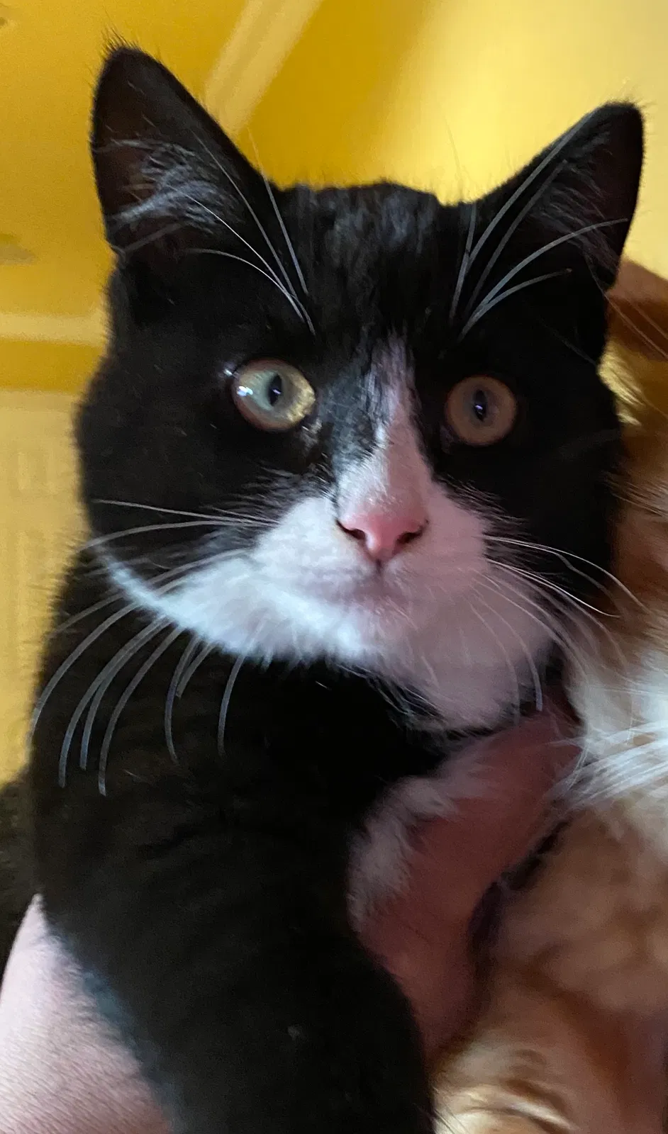 Lost cat in Salinas, CA, 93907
