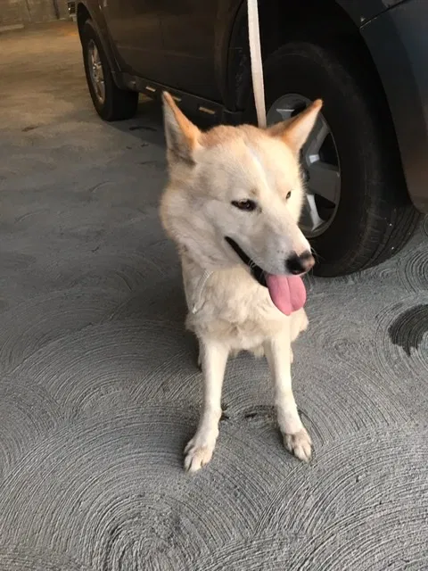 Found dog in Redwood City, CA, 94063