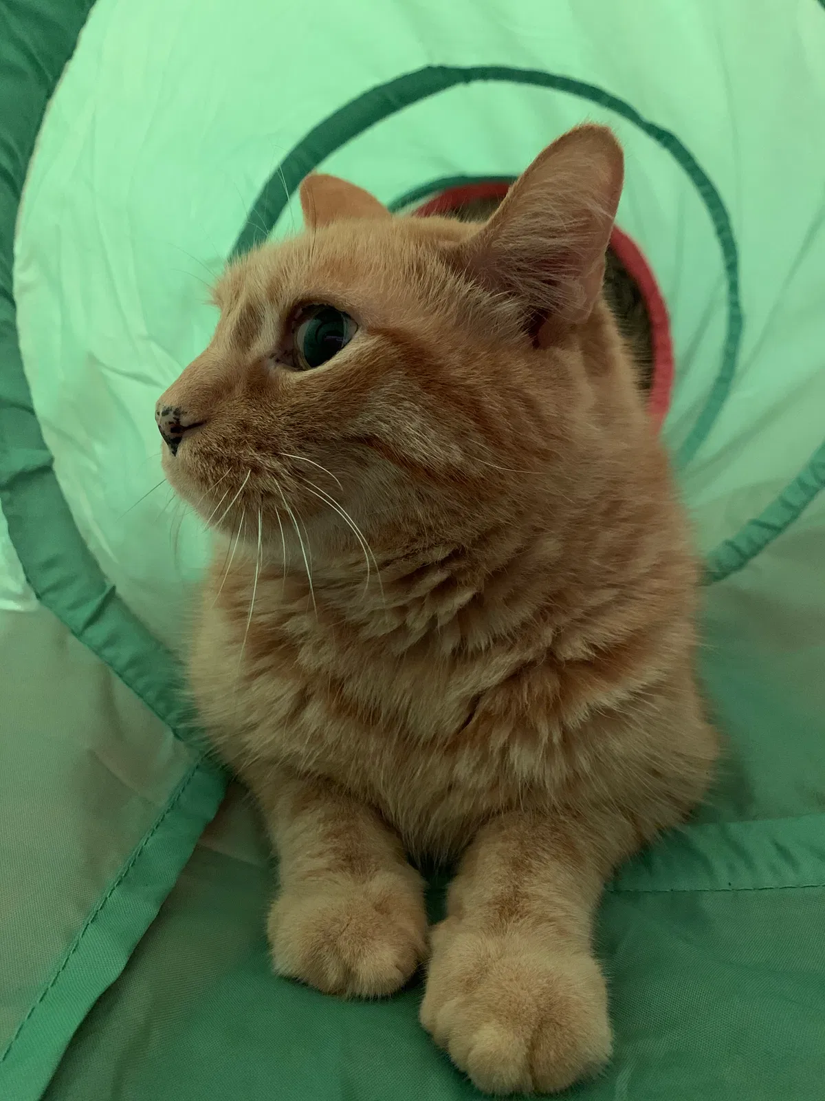 Lost cat in Plainfield, IL, 60585