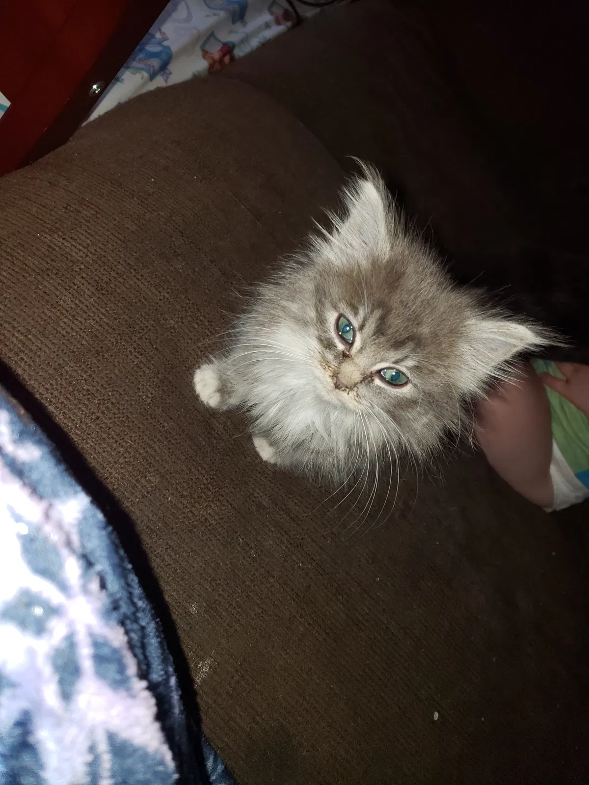 Lost cat in Tornado, WV, 25202