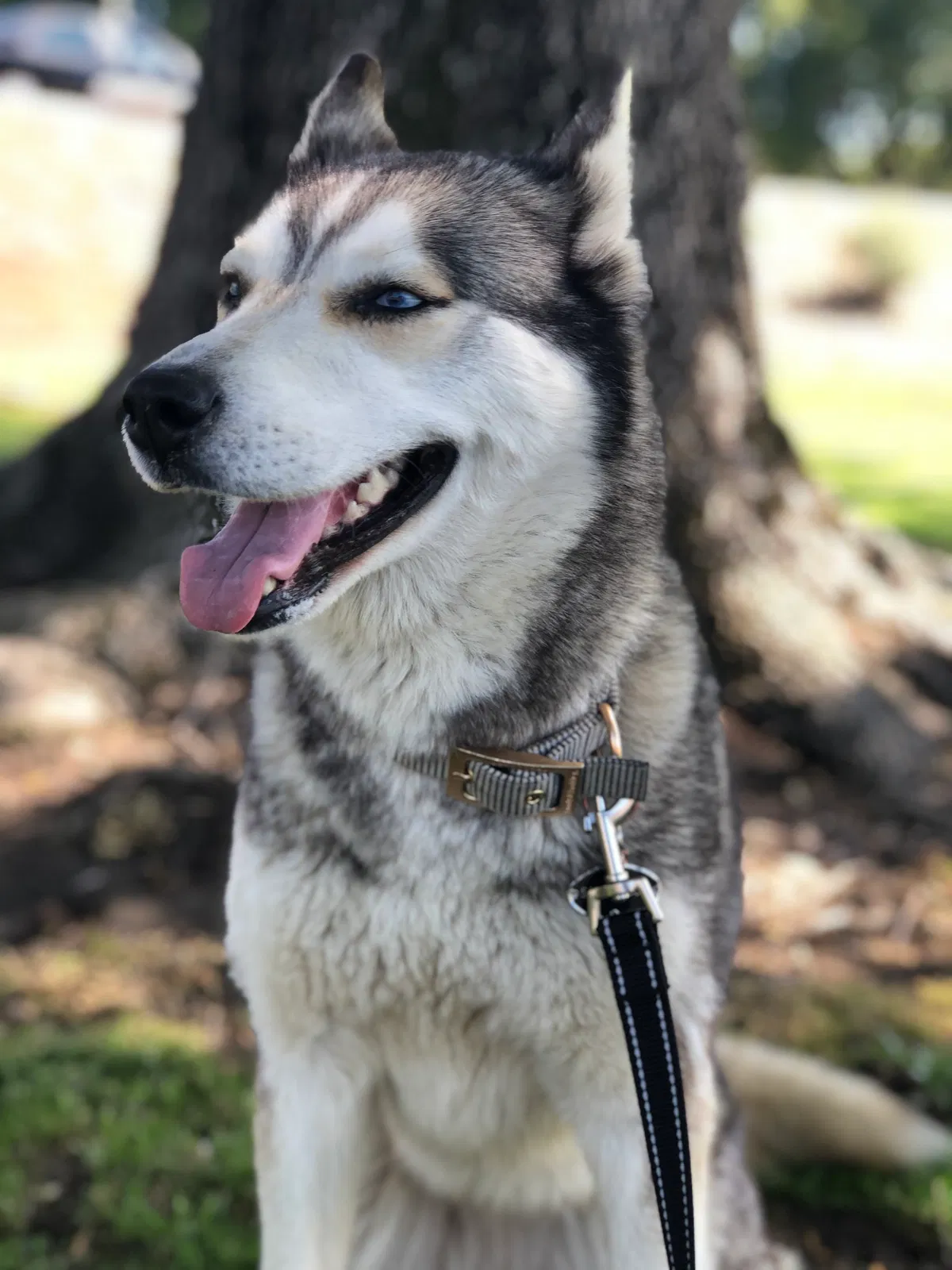 Lost dog in Signal Hill, CA, 90755