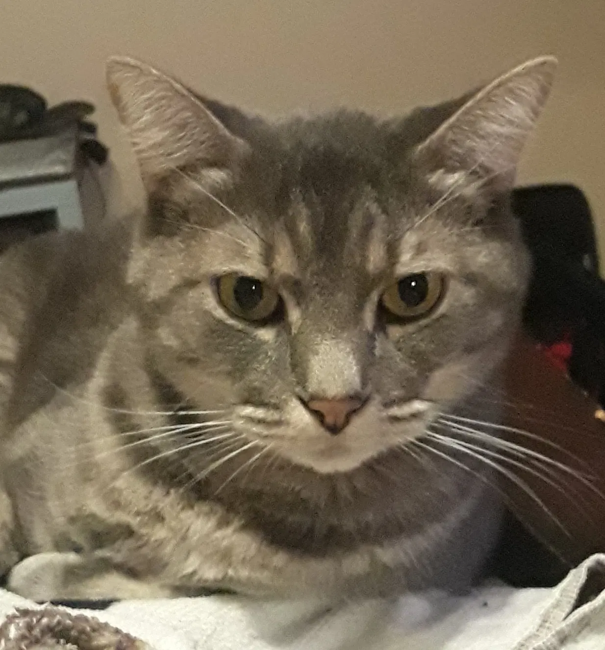 Lost cat in Houston, TX, 77088