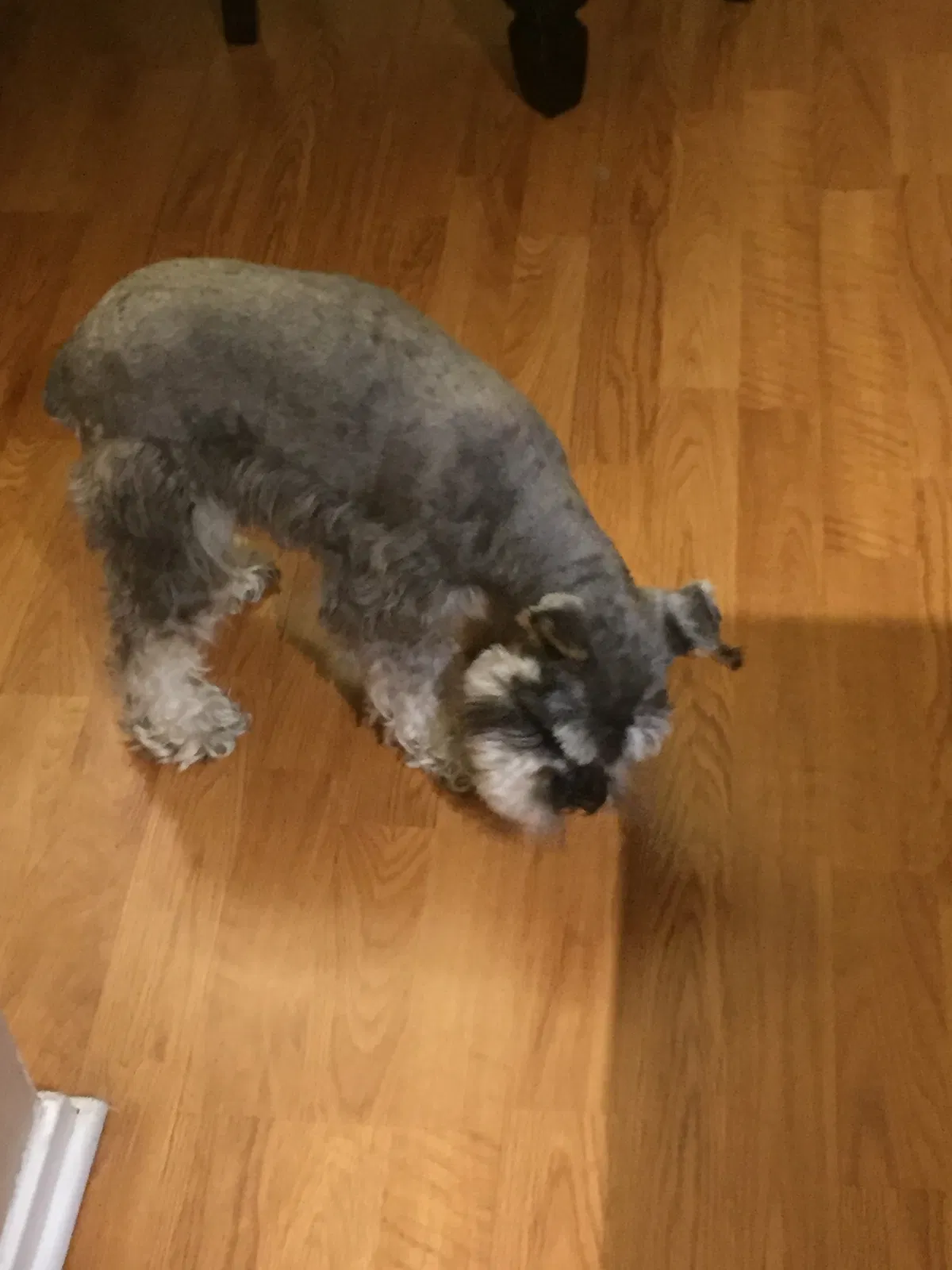 Lost dog in Missouri City, TX, 77489