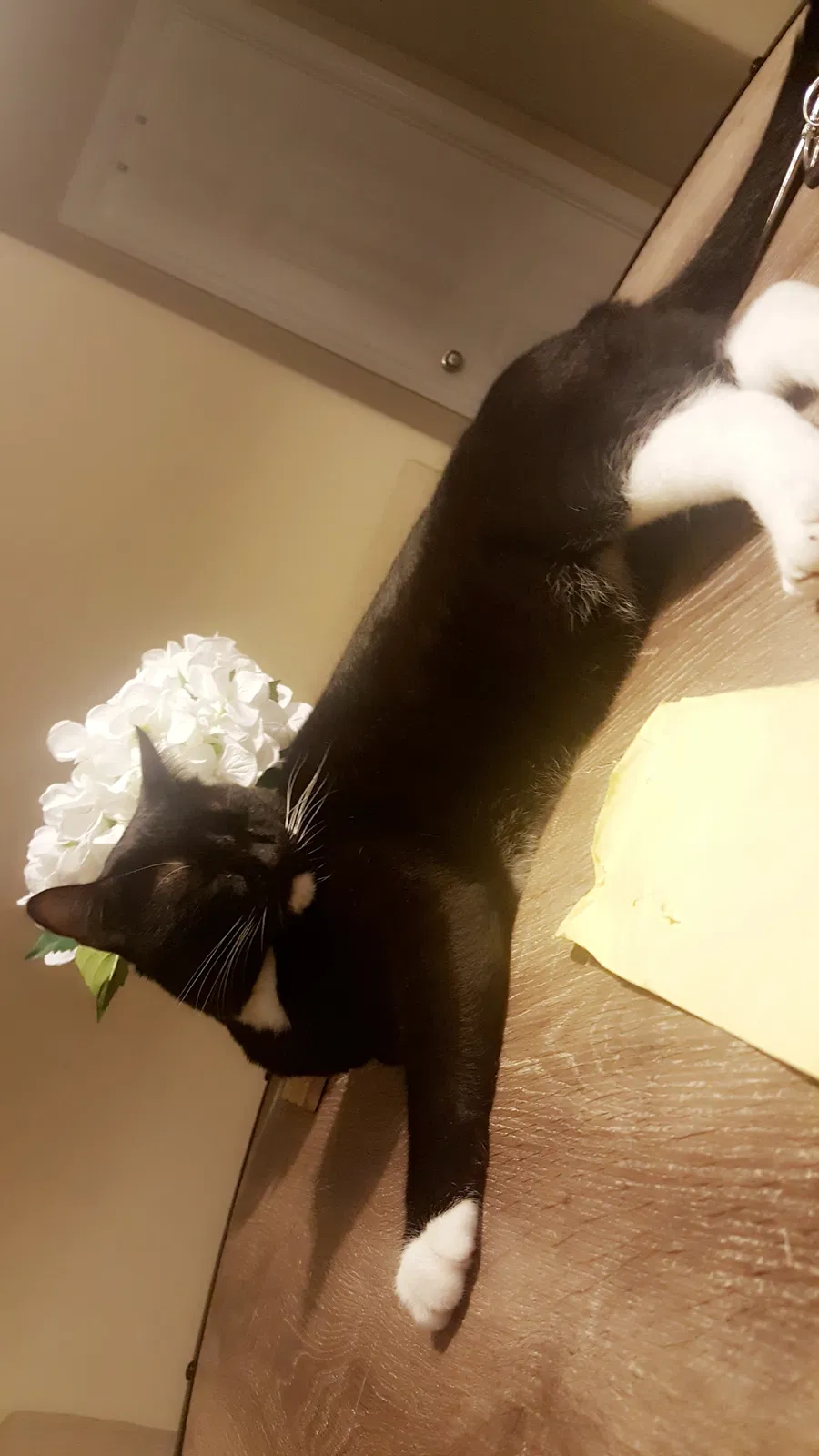 Lost cat in Mansfield, TX, 76063