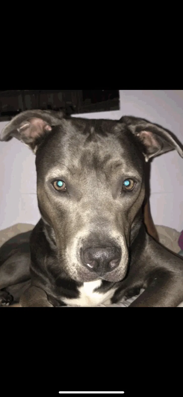Lost dog in Tampa, FL, 33612