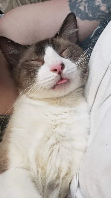 Lost cat in Stafford, TX, 77477