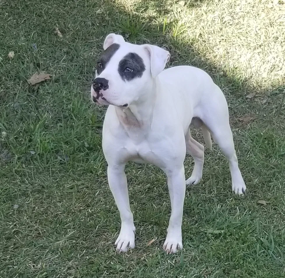 Lost dog in Charlotte, NC, 28269