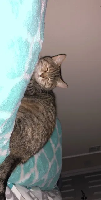 Lost cat in Lithia, FL, 33547