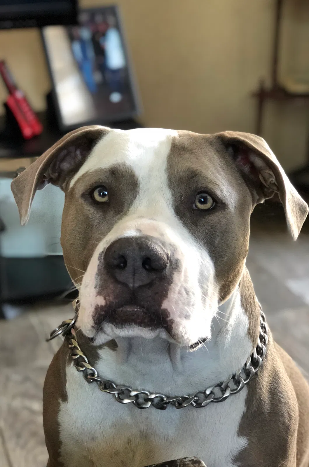 Lost dog in Rialto, CA, 92376
