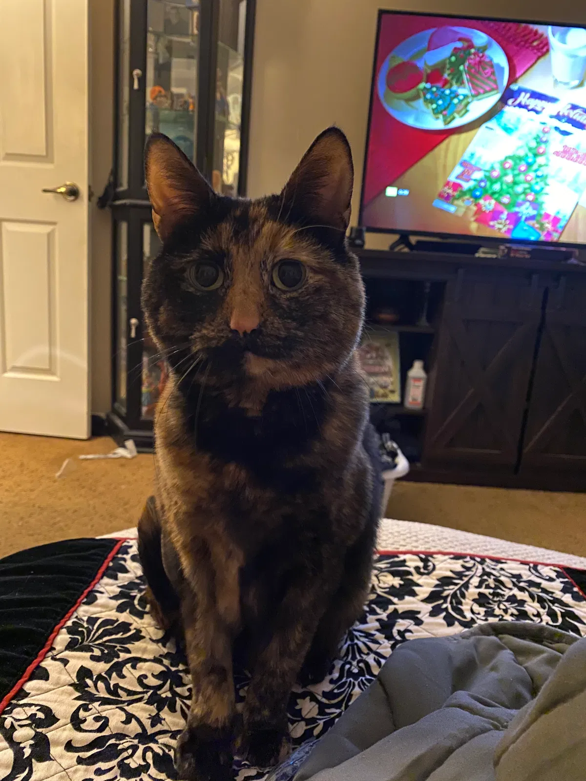 Lost cat in Akron, OH, 44333