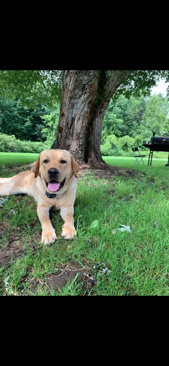 Lost dog in Sodus, NY, 14551