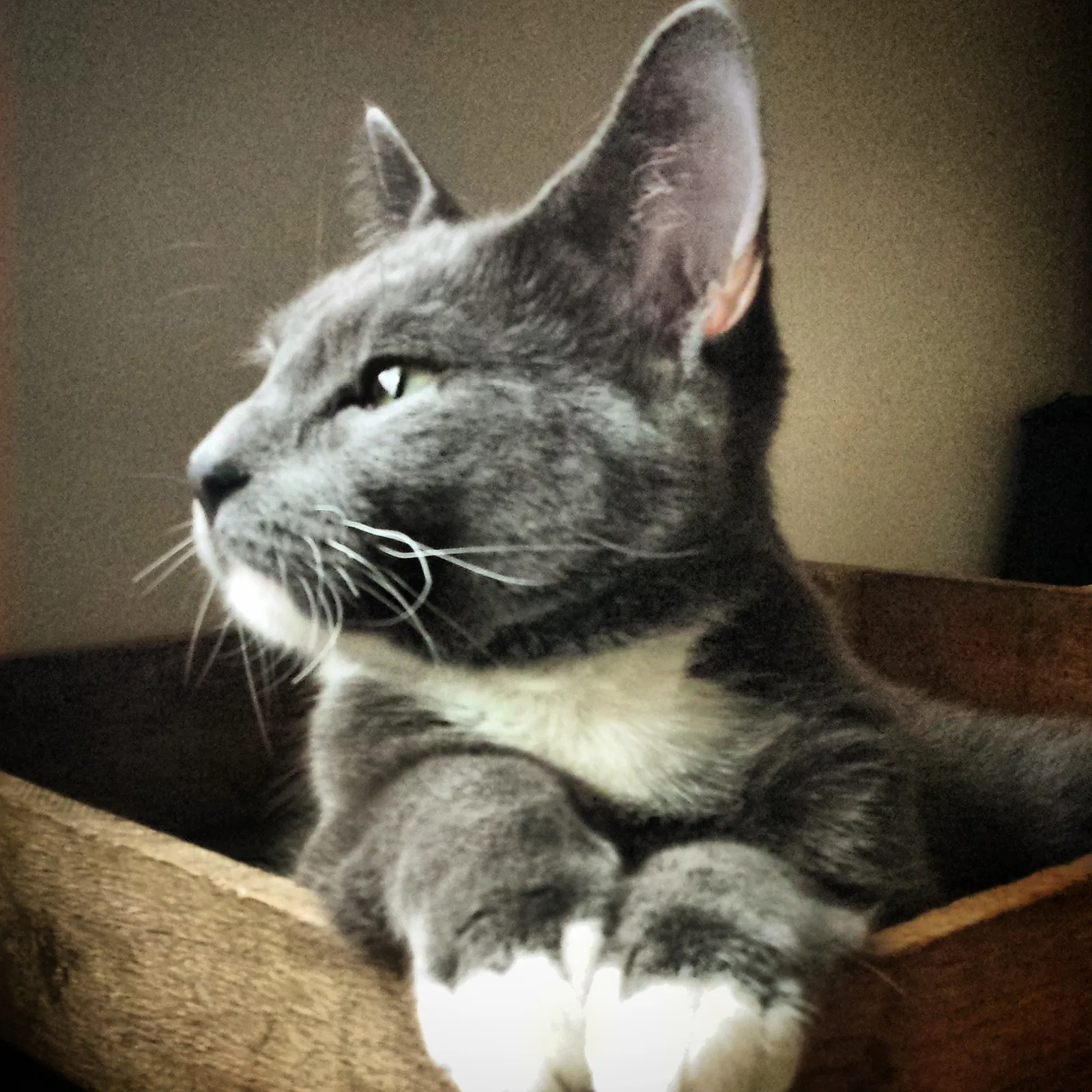 Lost cat in Hamilton, OH, 45013