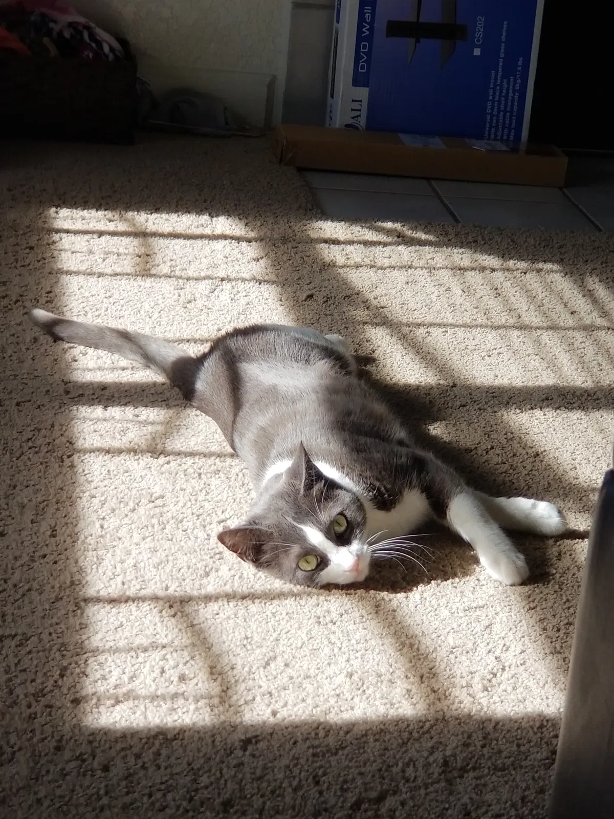 Lost cat in Chandler, AZ, 85225