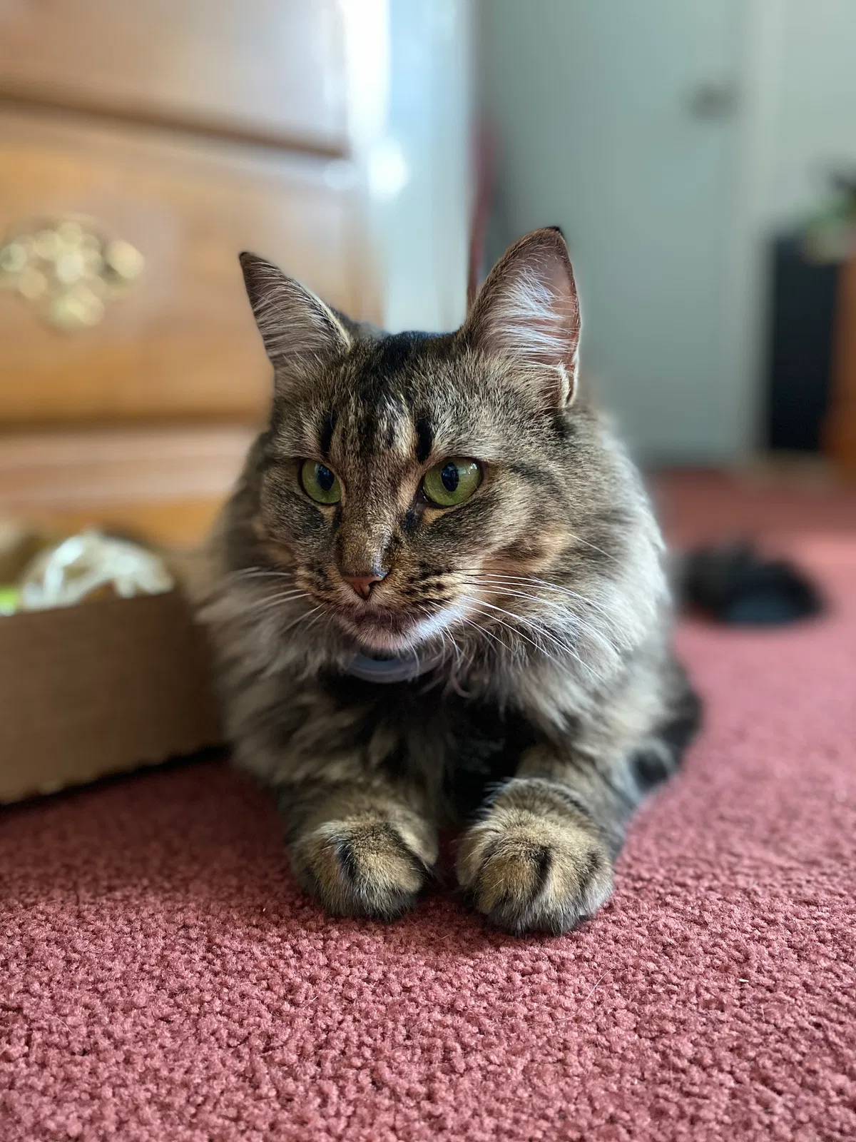 Lost cat in Fulton, NY, 13069