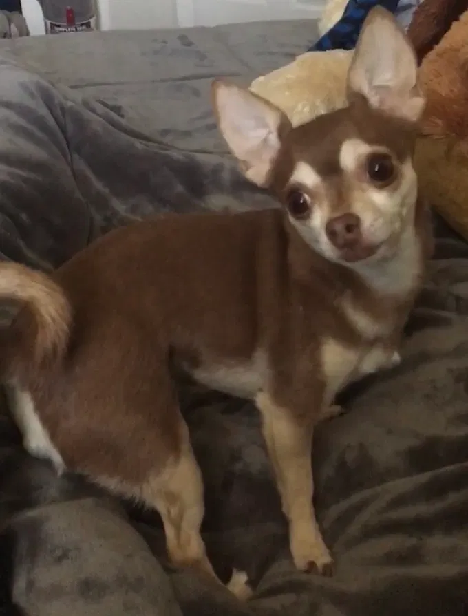 Lost dog in Litchfield Park, AZ, 85340