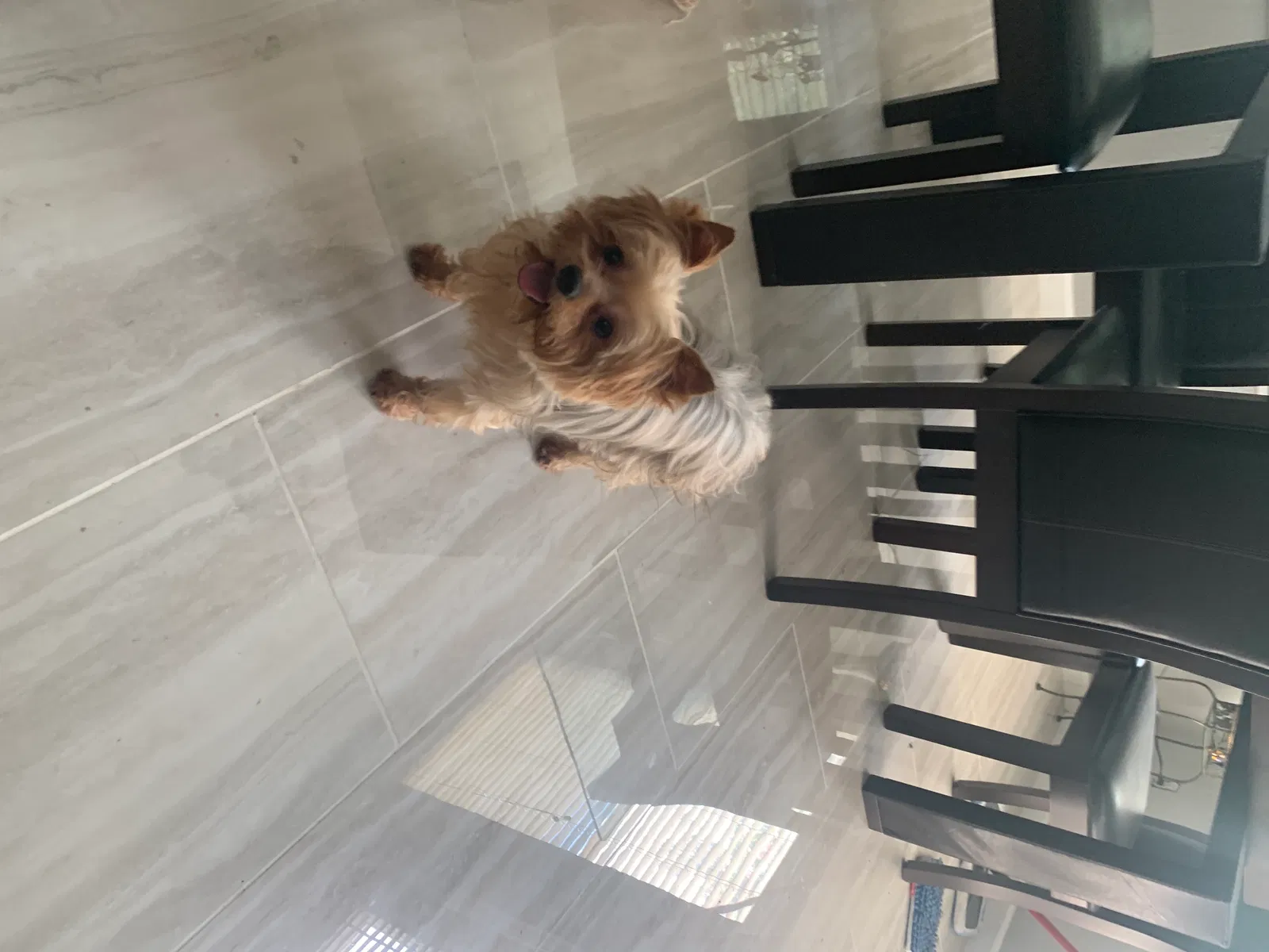 Lost dog in Grand Prairie, TX, 75052