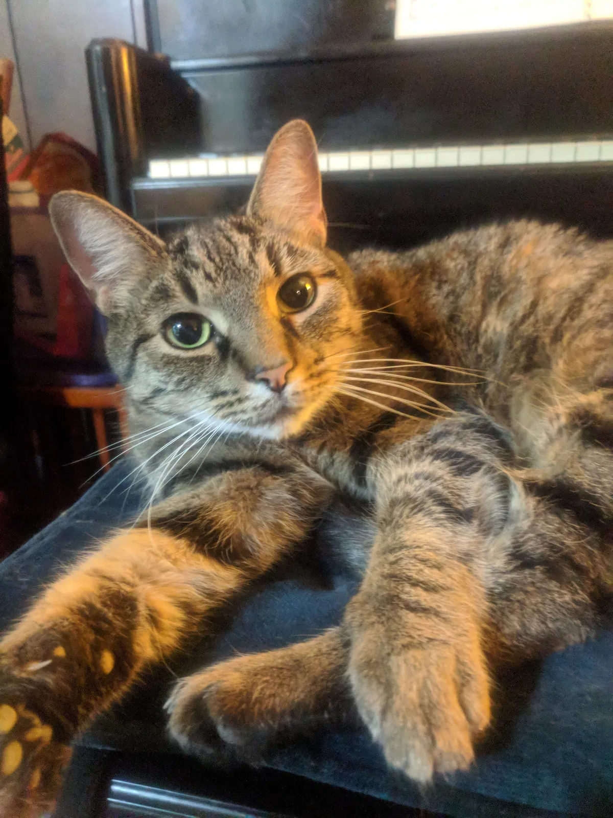 Lost cat in Columbus, OH, 43230