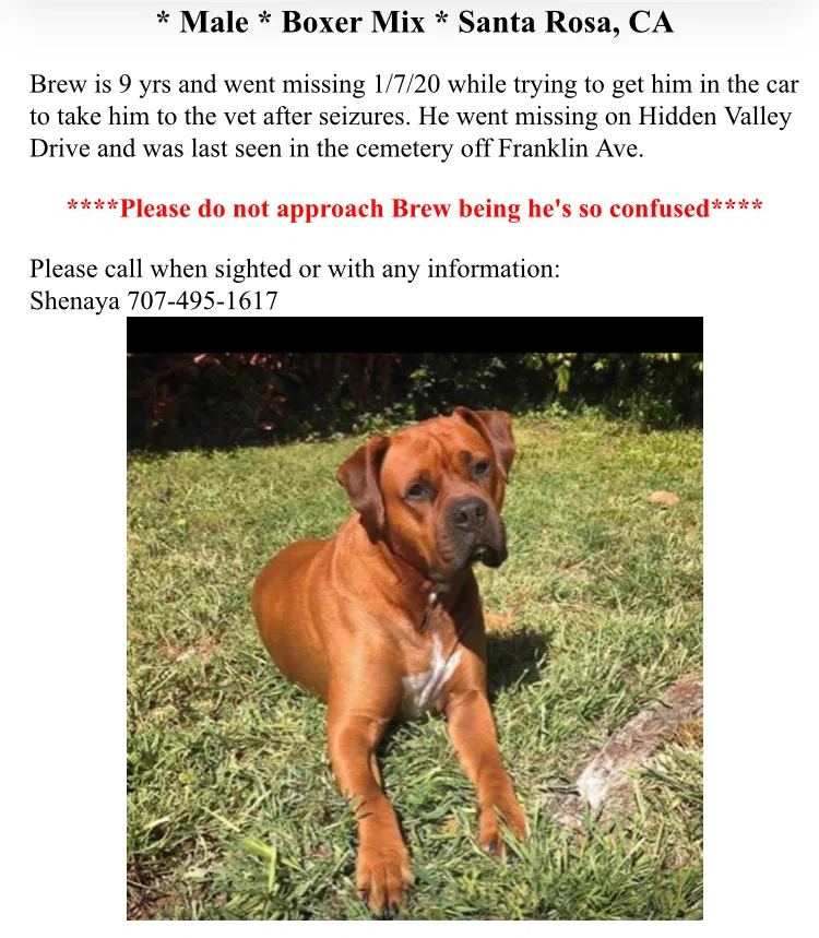 Lost dog in Santa Rosa, CA, 95404