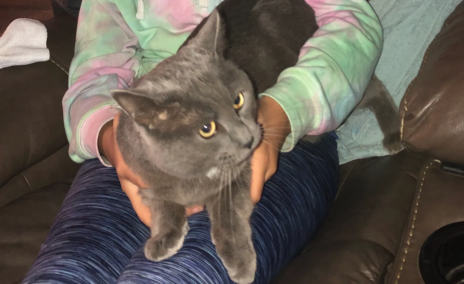 Lost cat in Hyattsville, MD, 20784