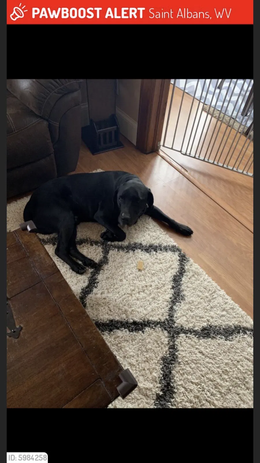 Lost dog in Saint Albans, WV, 25177