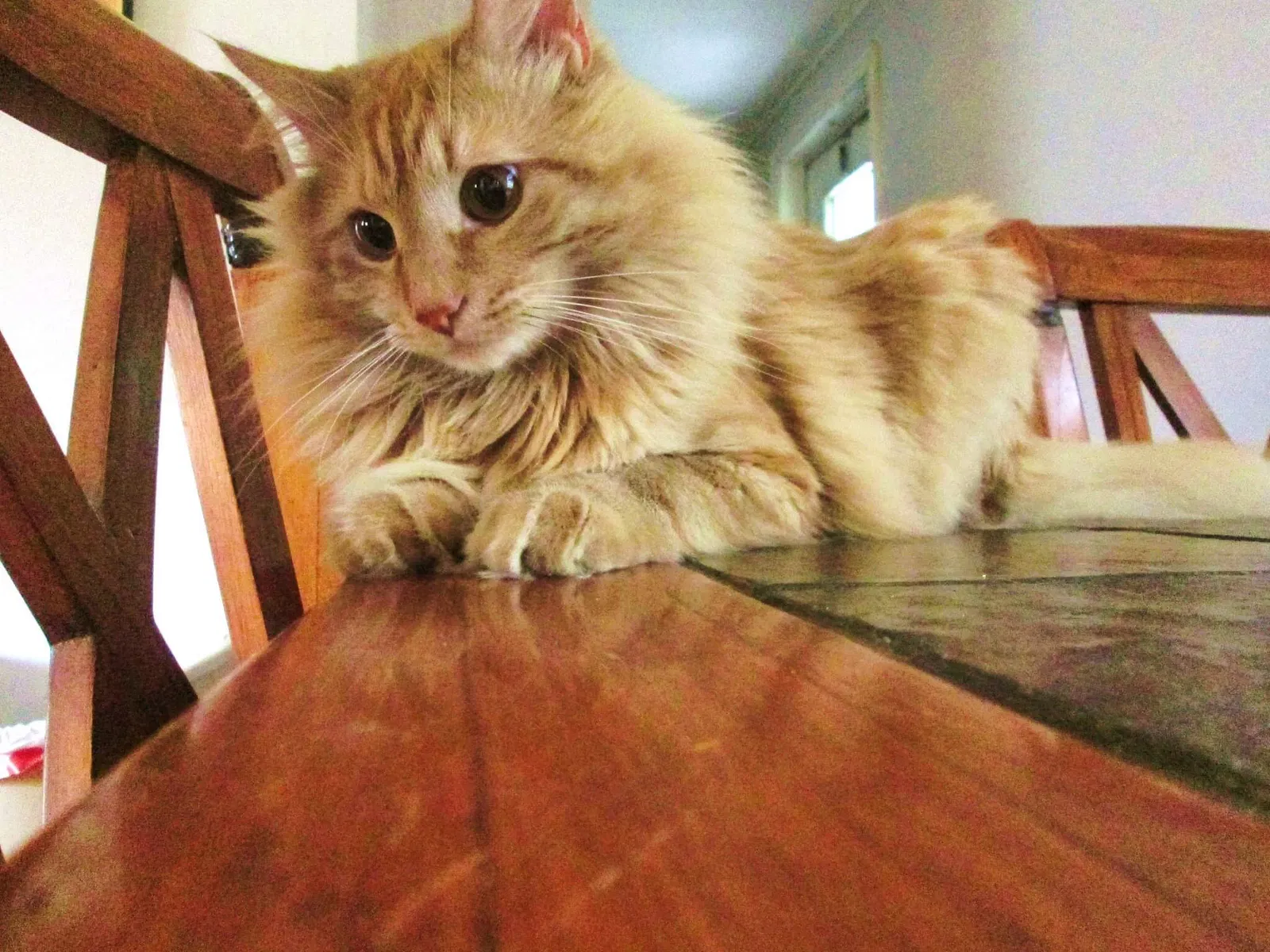 Lost cat in Tallahassee, FL, 32304