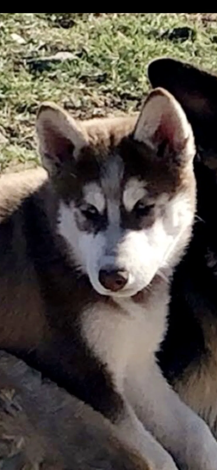 Lost dog in French Camp, CA, 95231