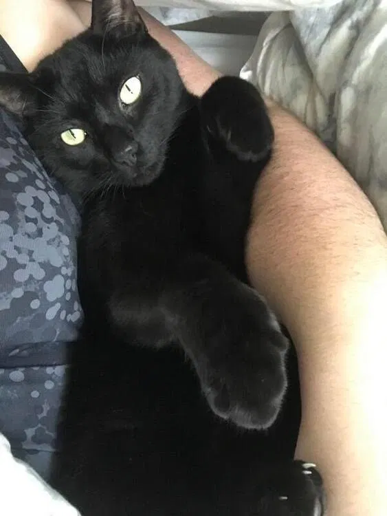 Lost cat in Plymouth, MA, 2360