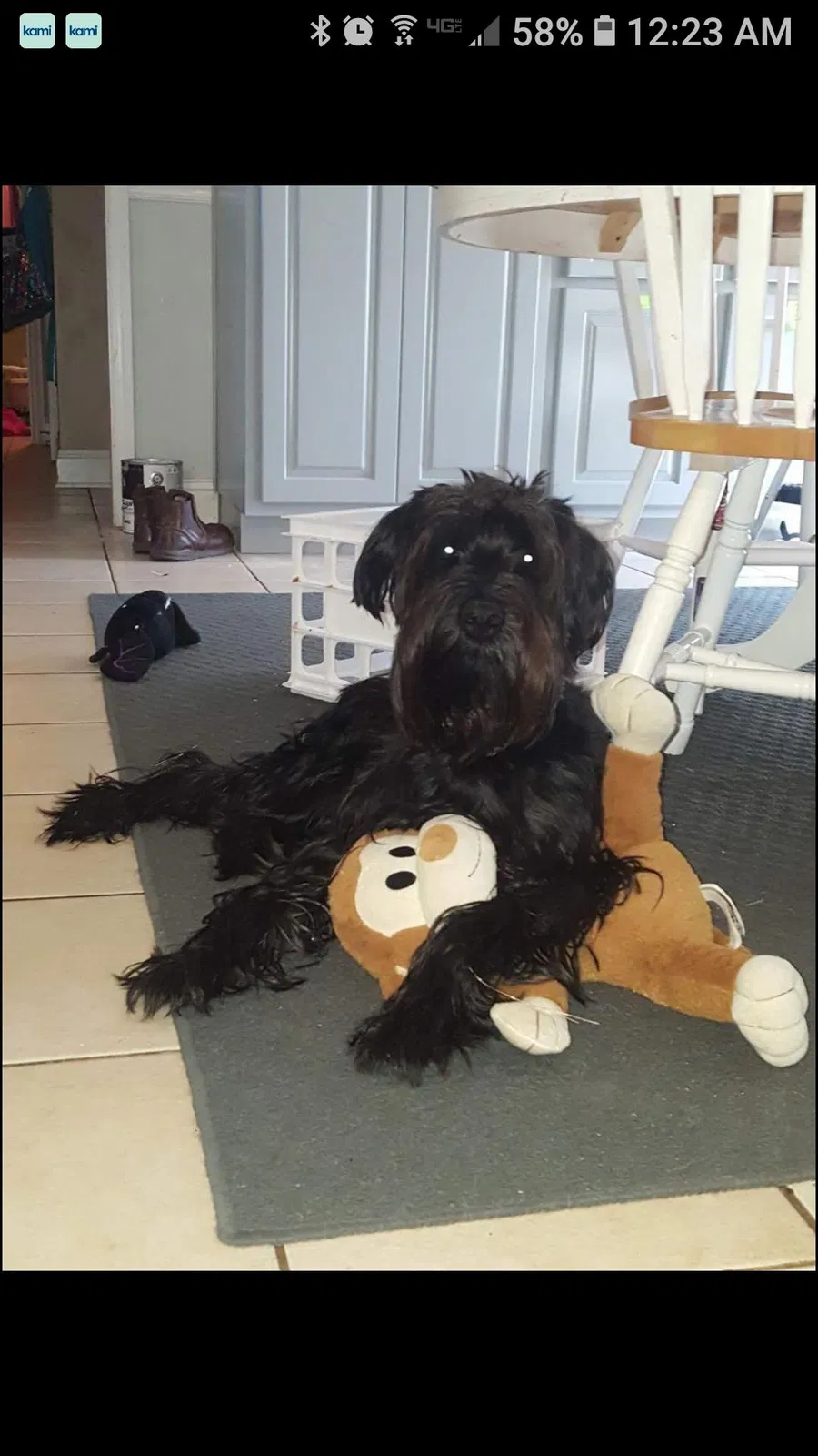 Lost dog in Huntsville, AL, 35811