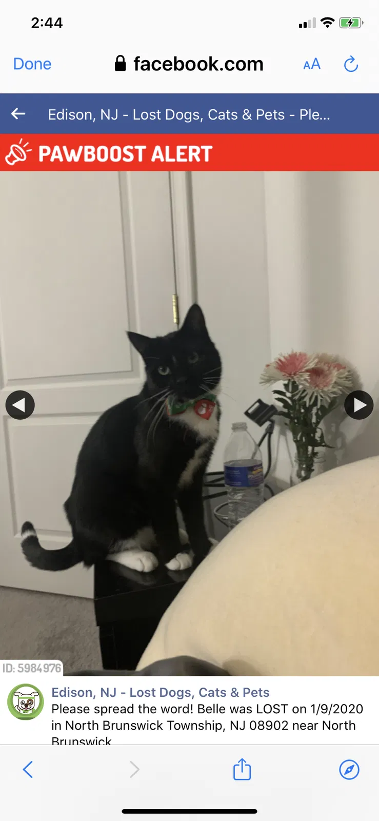 Lost cat in North Brunswick, NJ, 8902