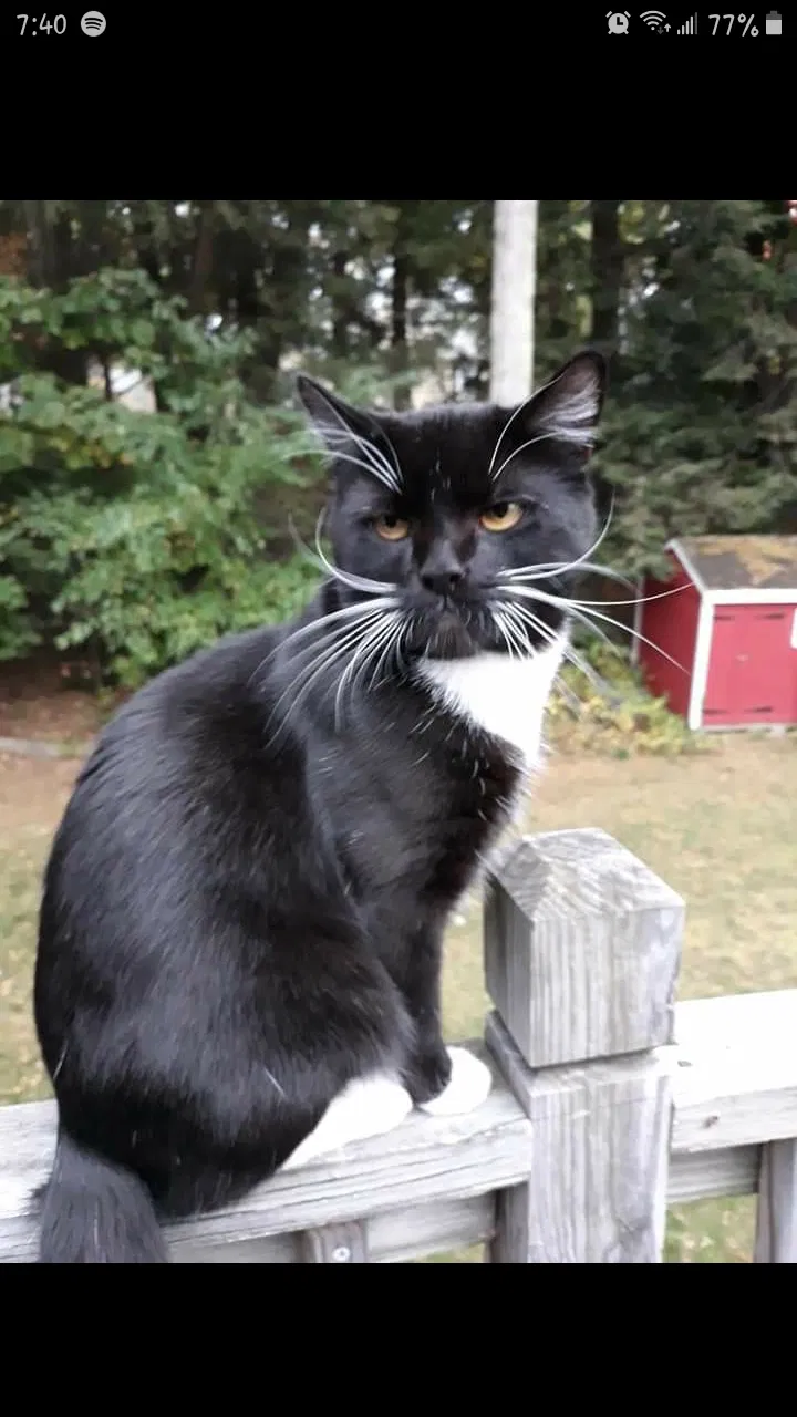 Lost cat in Manchester, NH, 3103