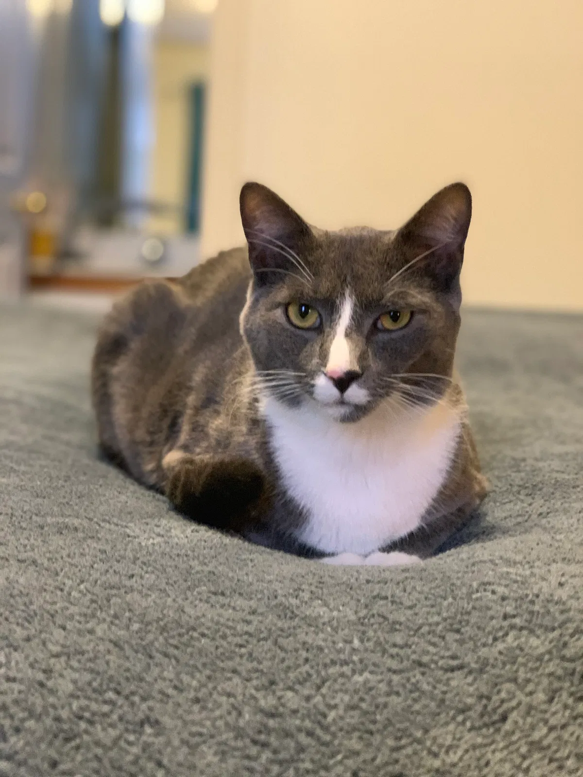 Lost cat in Tarawa Terrace, NC, 28543