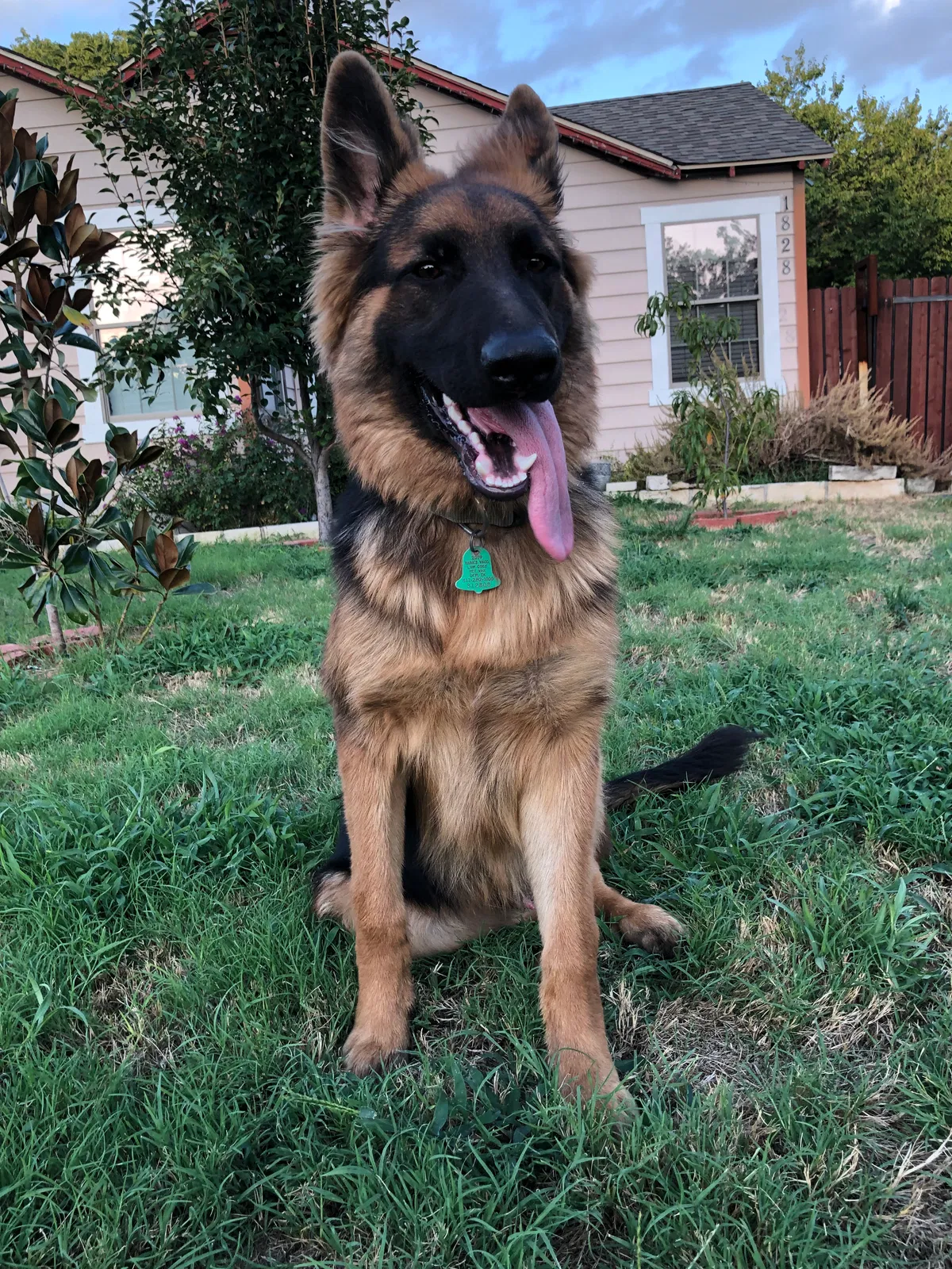 Lost dog in Fort Worth, TX, 76111