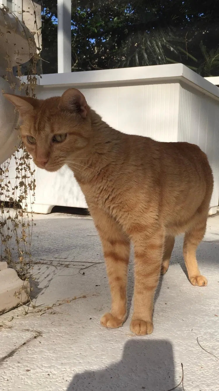 Lost cat in Orlando, FL, 32836