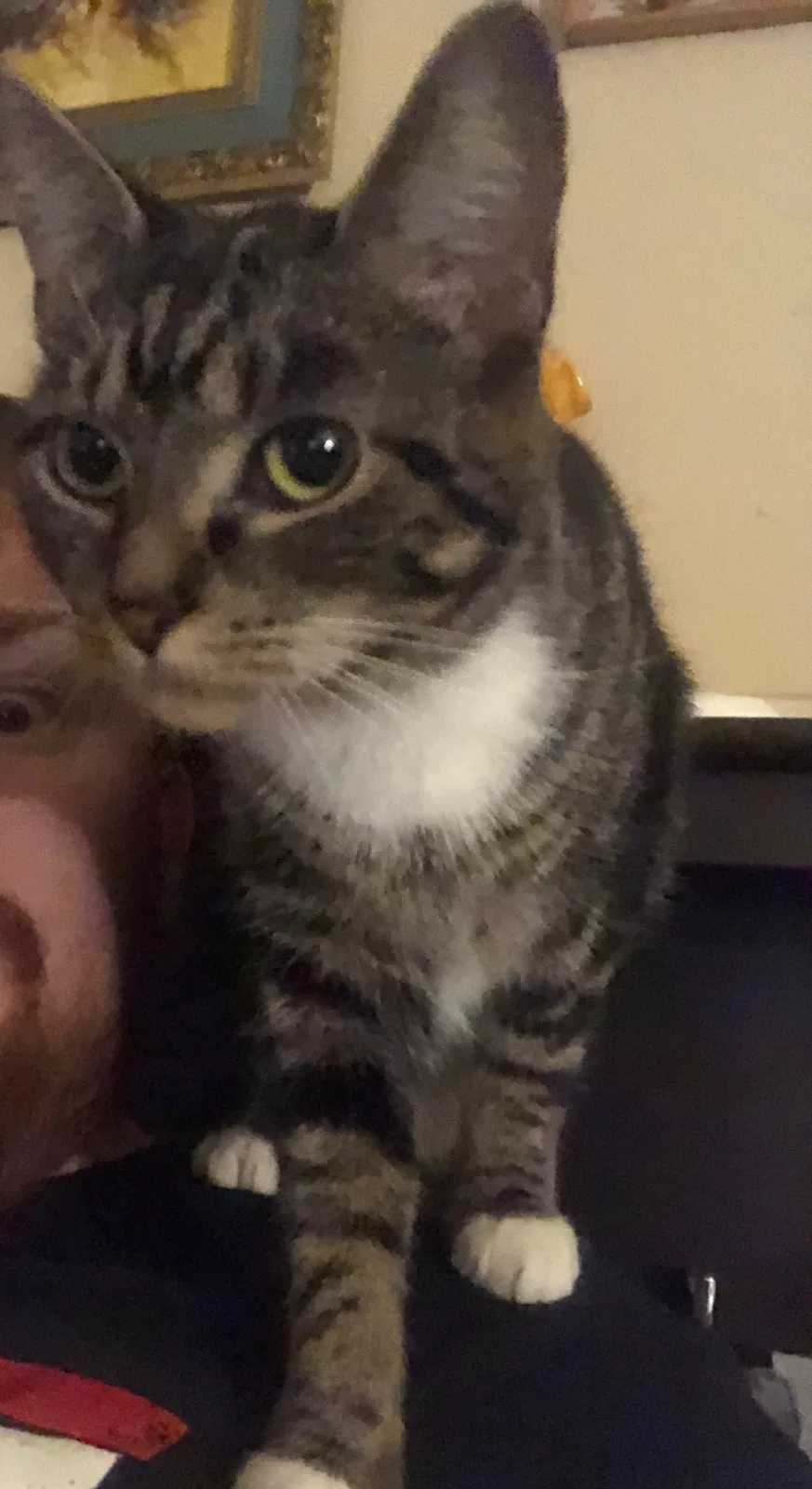 Lost cat in Highland Park, MI, 48203