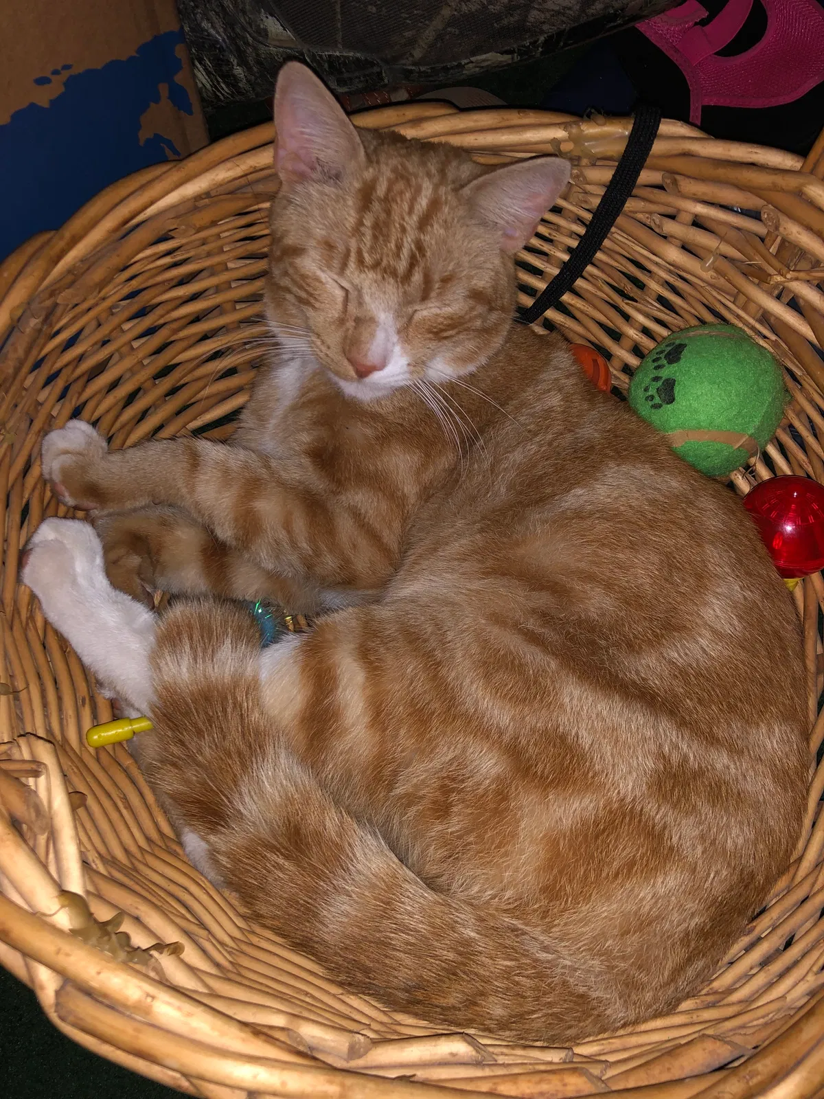 Lost cat in Washington, PA, 15301