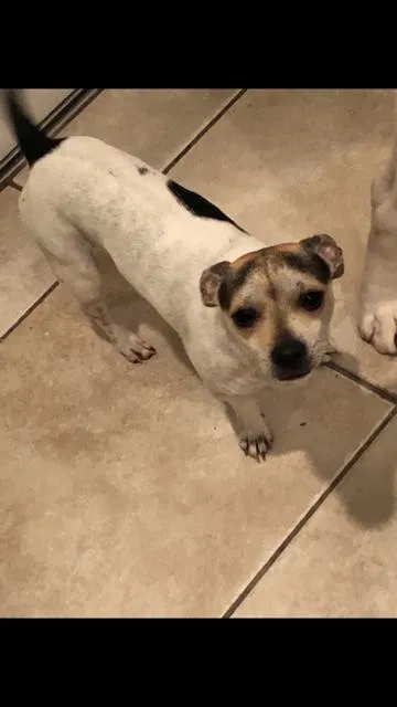 Lost dog in Miami, FL, 33144