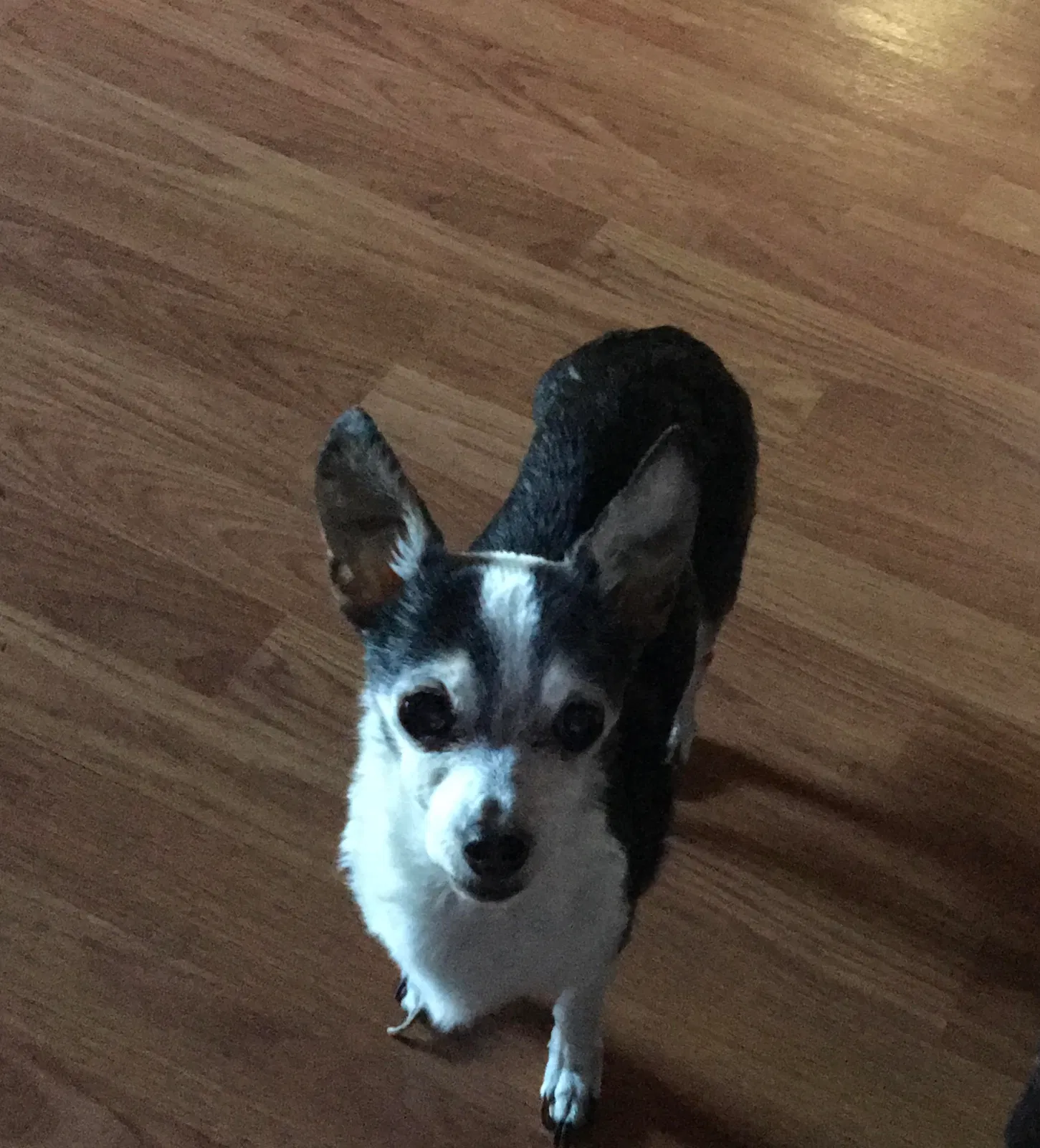 Lost dog in Hixson, TN, 37343