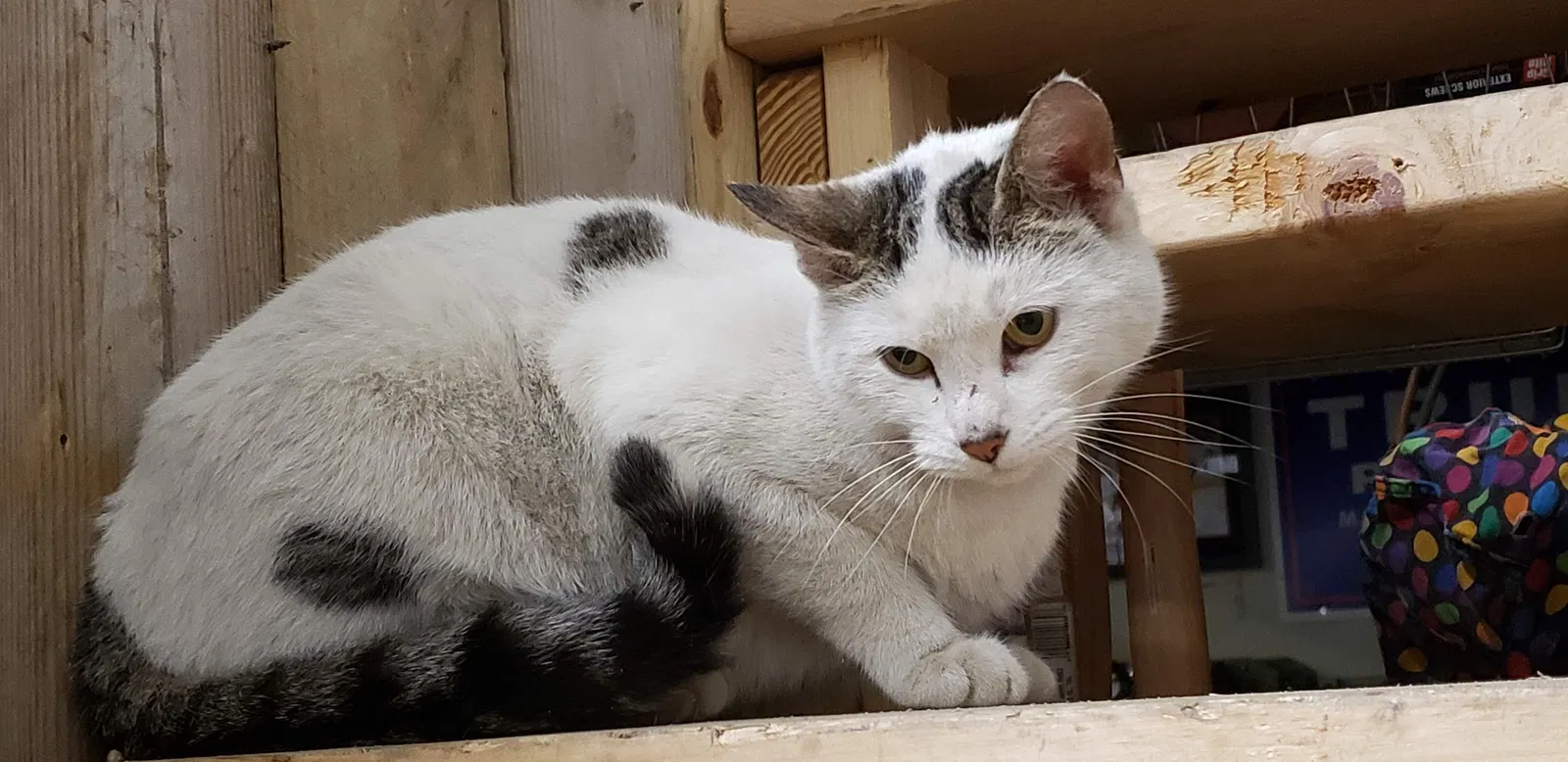 Lost cat in Toledo, OH, 43617