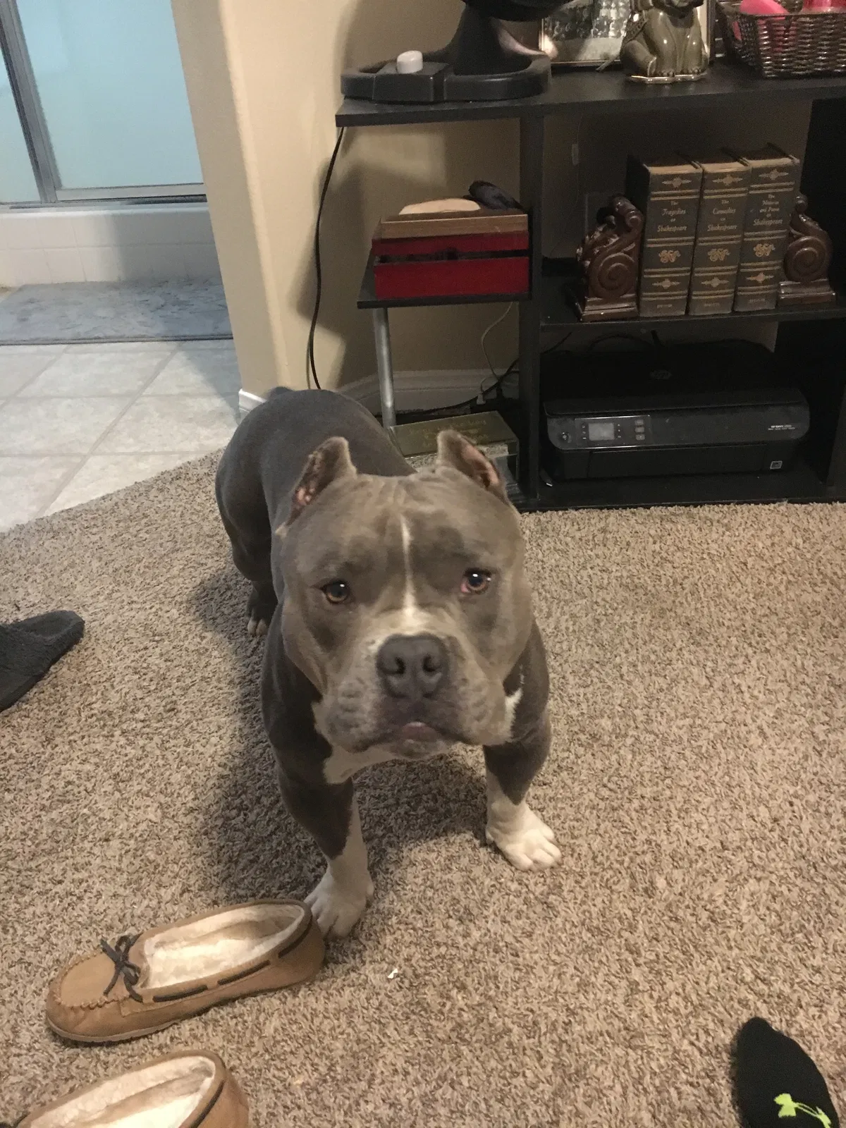 Lost dog in Bakersfield, CA, 93313