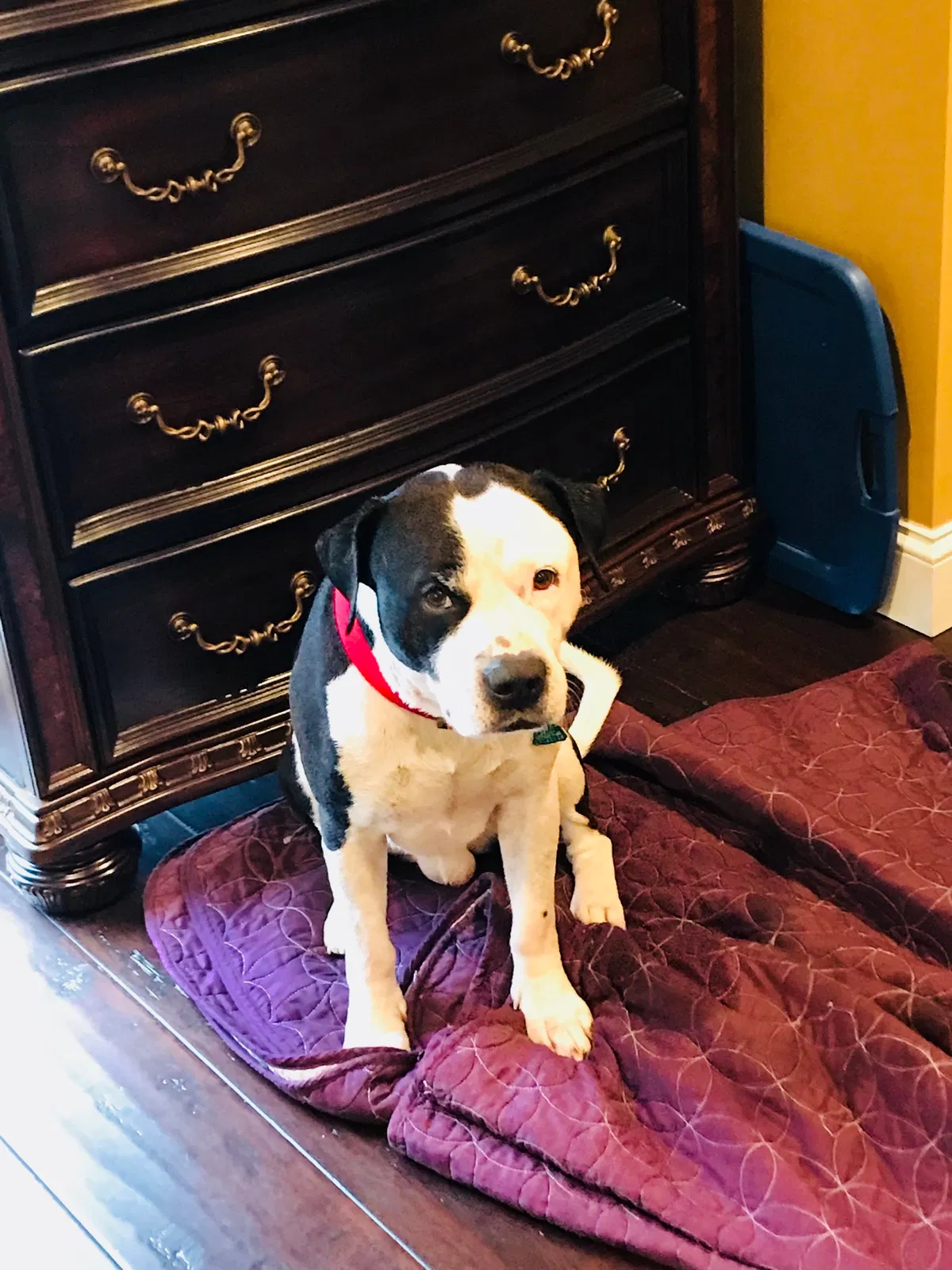 Lost dog in Waterbury, CT, 6706