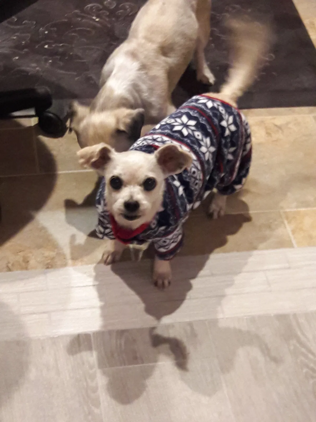 Lost dog in Weslaco, TX, 78596