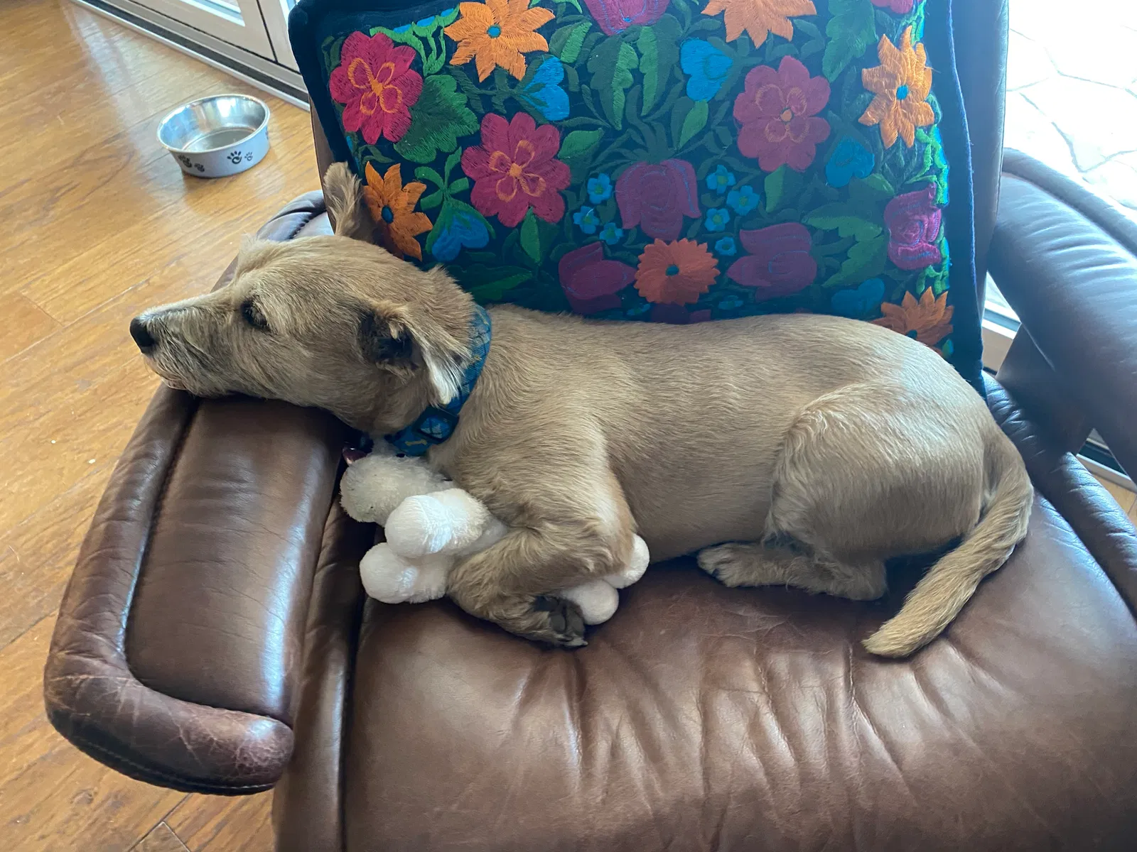 Lost dog in Escondido, CA, 92029