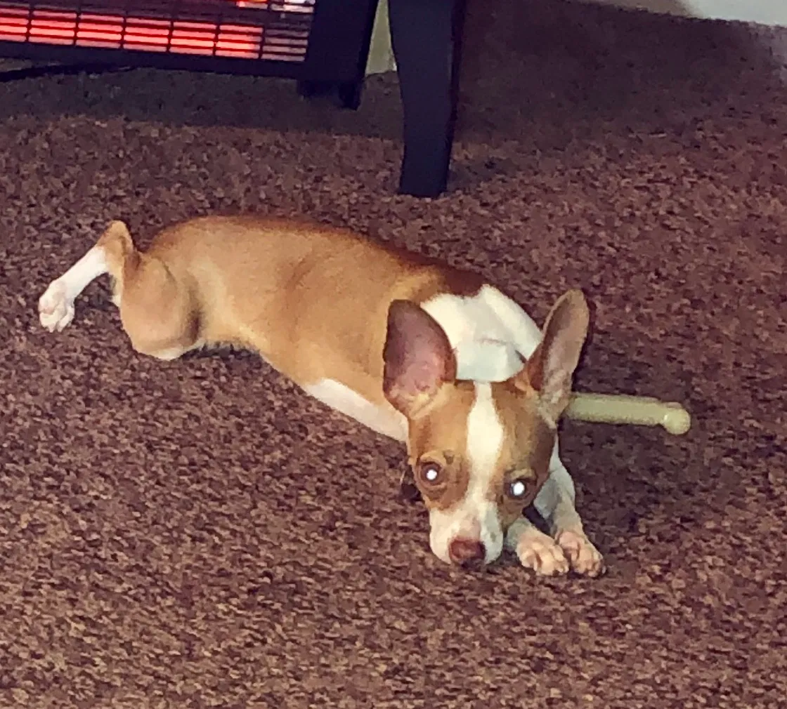 Lost dog in Palestine, TX, 75803