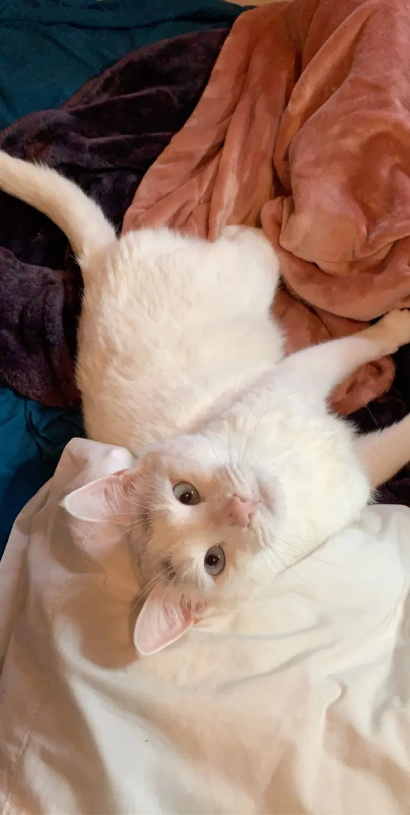 Lost cat in Citrus Heights, CA, 95621