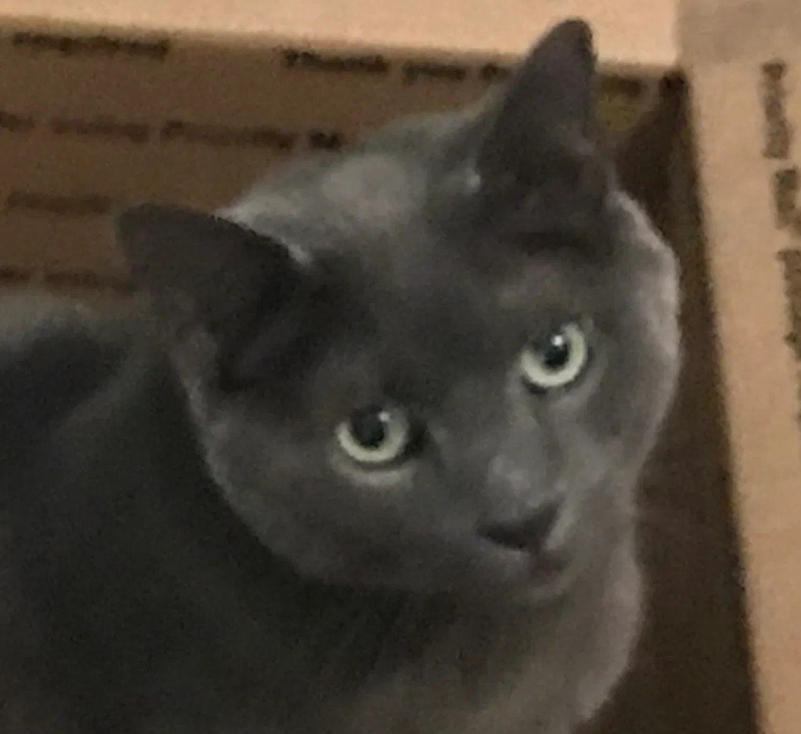Lost cat in Murfreesboro, TN, 37127