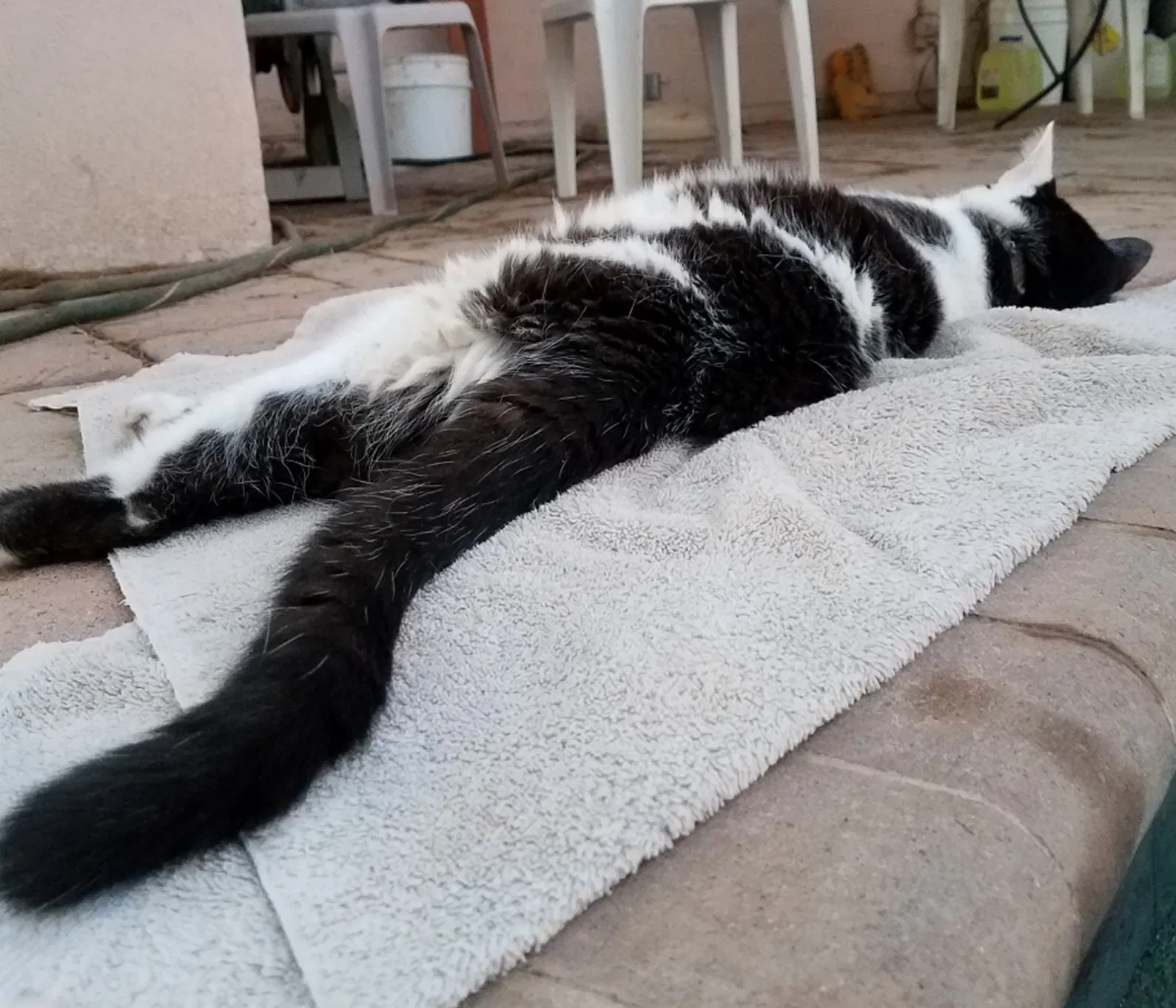 Lost cat in Tempe, AZ, 85283
