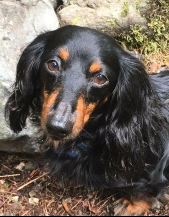 Lost dog in Union, WA, 98592