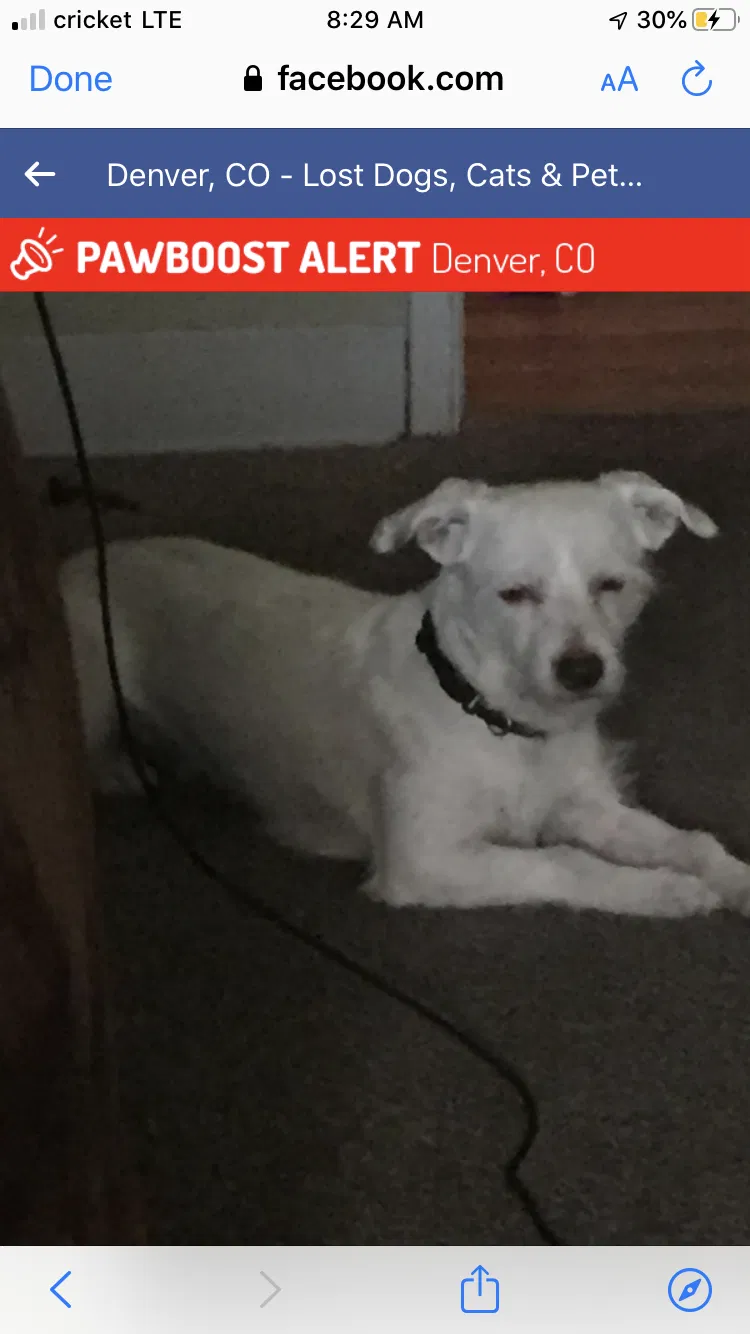 Lost dog in Denver, CO, 80207
